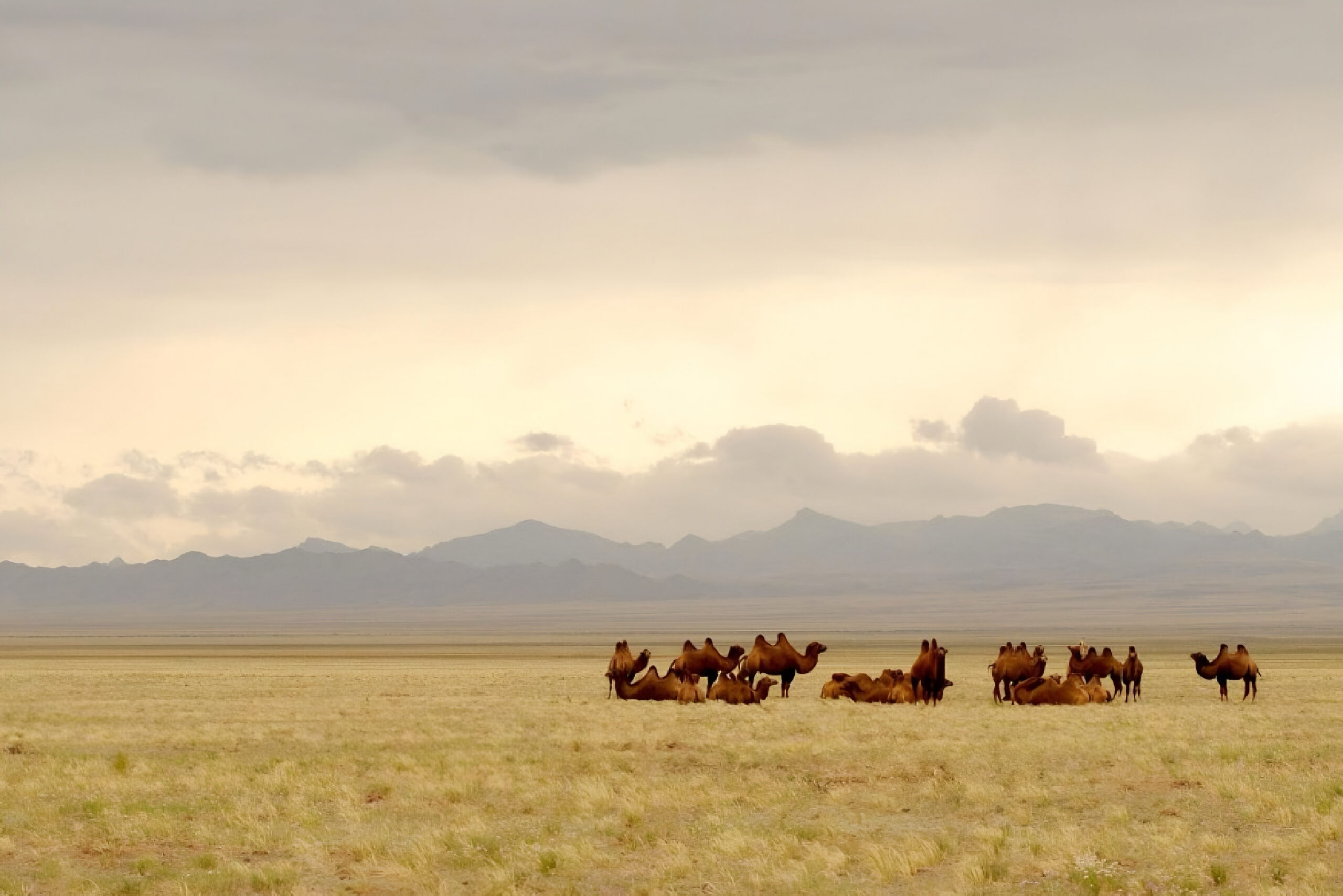 Flyingfox Mongolia Safari tour showcasing nomadic culture, vast Mongolian landscapes, wildlife encounters, and immersive nature‑based safari adventures.